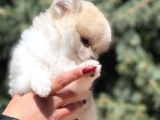 Secereli Teacup Tattoolu Pomerian