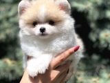 Secereli Teacup Tattoolu Pomerian