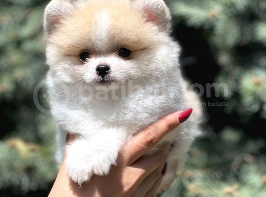 Secereli Teacup Tattoolu Pomerian görsel