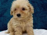 Muhteşem Maltipoo Prensesler