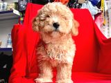 Orji̇nal Malti̇po Yavrular