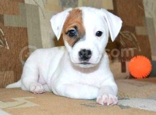 Kısa Bacak Maskeli Jack Russel Yavrular