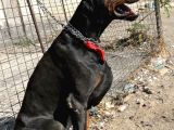 Irkının En Kalitelisi Doberman Yavrular