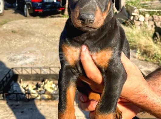 Irkının En Kalitelisi Doberman Yavrular görsel