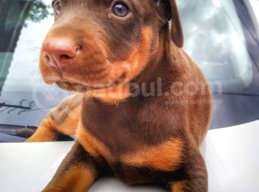 Irkının En Kalitelisi Doberman Yavrular görsel