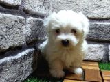 Maltese Terri̇er