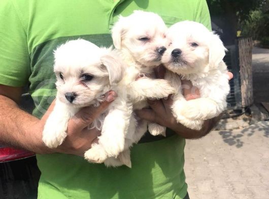 Ufacık Maltese Terrier Yavrularım