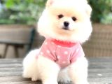 Pomerani̇an Boo Di̇şi̇ Yavrumuz