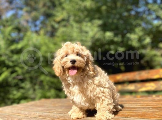 Gerçek Malti̇poo Di̇zayn Irk Bebekler görsel