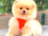 Teddy Face Üst Kali̇te Di̇şi̇ Pomerani̇an Boo