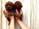 VONALP PET TORIUM GARANTİSİYLE MUHTEŞEM  TOY POODLE YAVRULAR