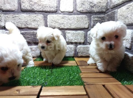 Maltese Terri̇er görsel