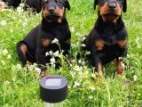 Show Güzelli̇kte Safkan Doberman Yavrular