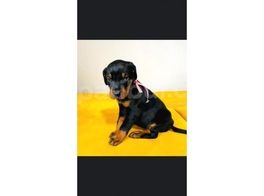 Show Güzelli̇kte Safkan Doberman Yavrular görsel