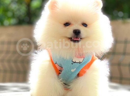Oyuncak Ayicik Pomerani̇an Boo görsel