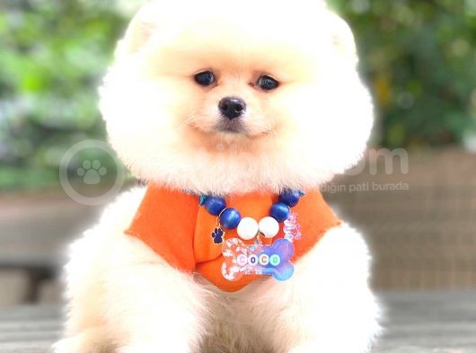 Ayi Surat Pomerani̇an Boo