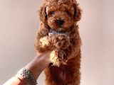 Red Brown Toy Poodle Yavrularimiz