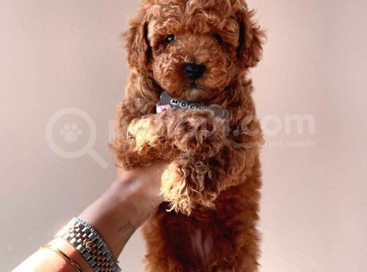 Red Brown Toy Poodle Yavrularimiz görsel