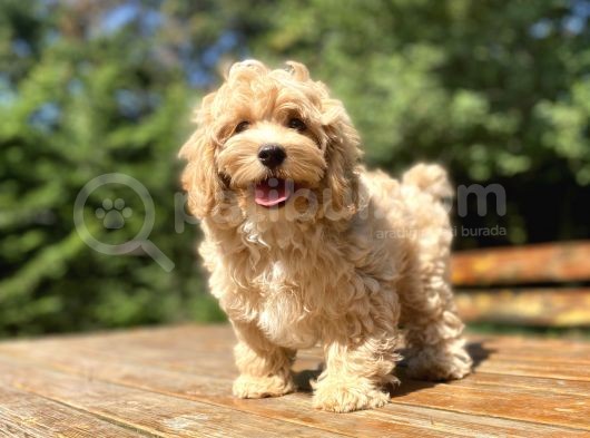 Gerçek Malti̇poo Di̇zayn Irk Bebekler görsel