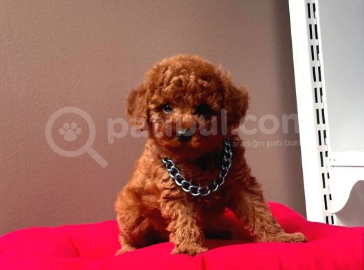 Red Brown Toy Poodle Yavrularimiz