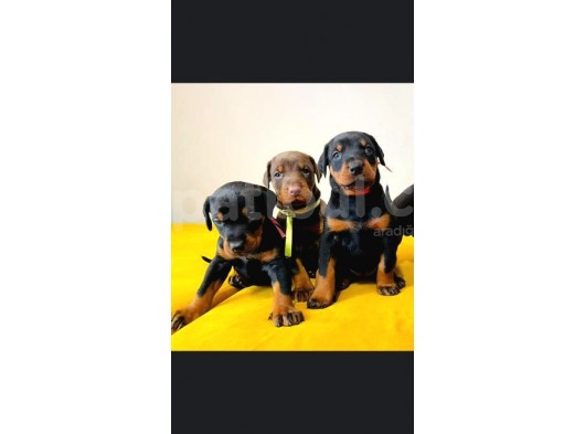 Show Güzelli̇kte Safkan Doberman Yavrular