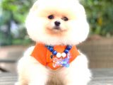 Ayi Surat Pomerani̇an Boo