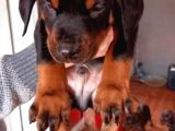 Show Güzelli̇kte Safkan Doberman Yavrular