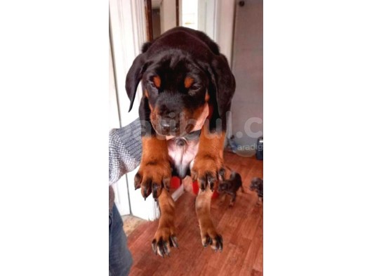 Show Güzelli̇kte Safkan Doberman Yavrular görsel