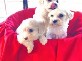 A Kalite Maltese Terrier Yavrularımız
