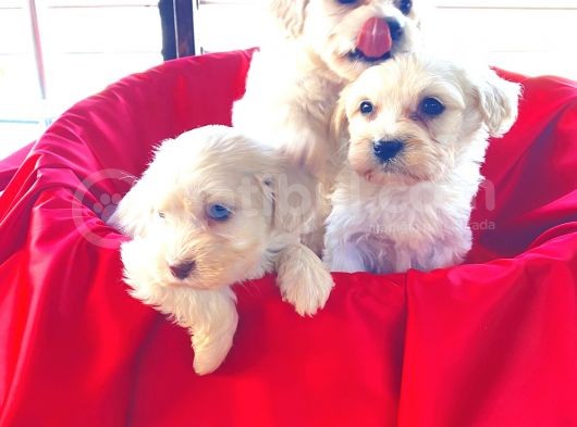 A Kalite Maltese Terrier Yavrularımız görsel