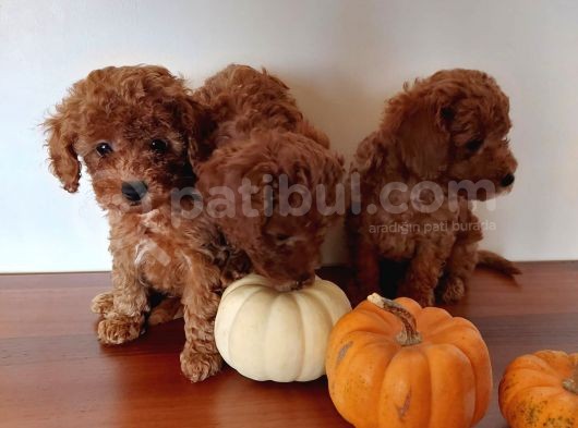 Ev Ortamindan Red Toy Poodle Yavrular görsel