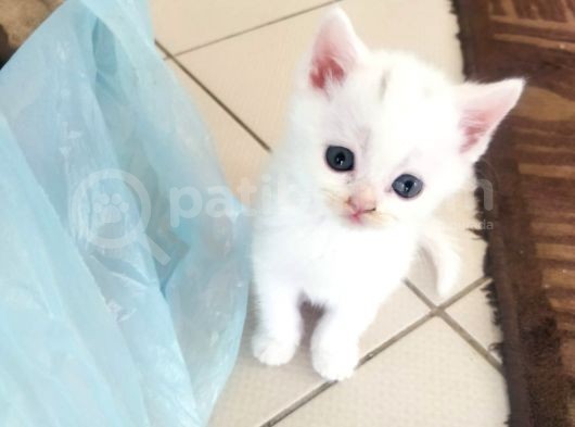 Scottish Fold Ve British Shorthair Yavrular görsel
