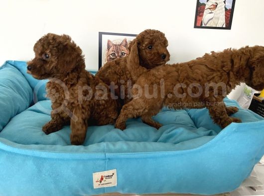 Nadir Olan Tea Cup Poodle Yavrularımız görsel