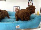 Nadir Olan Tea Cup Poodle Yavrularımız