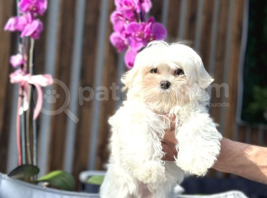 Teacup Maltese Erkek Yavrumuz