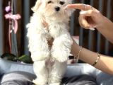 Teacup Maltese Erkek Yavrumuz