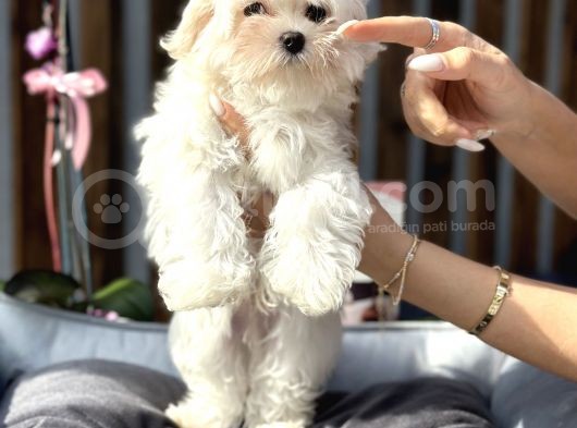 Teacup Maltese Erkek Yavrumuz görsel