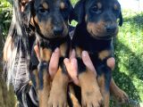 Mükemmel  Doberman  Yavrularım