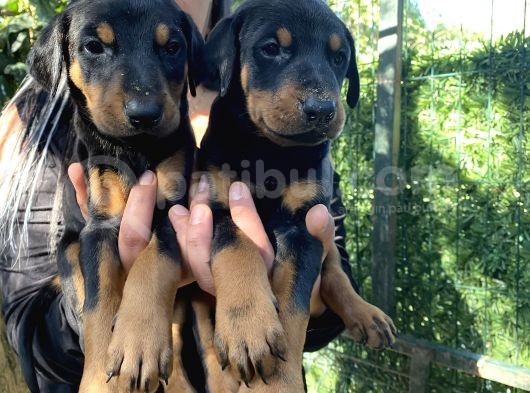 Mükemmel  Doberman  Yavrularım görsel
