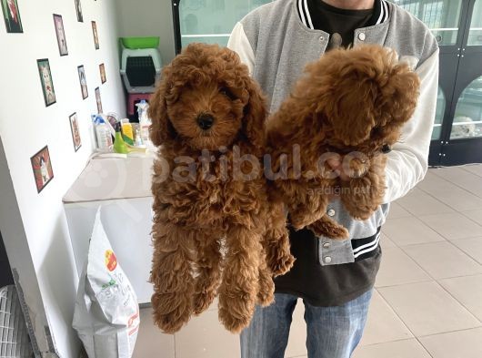 Wc Eğitimli Toy Poodle Yavrularımız görsel