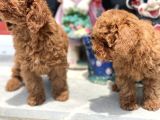Wc Eğitimli Toy Poodle Yavrularımız
