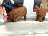 Wc Eğitimli Toy Poodle Yavrularımız