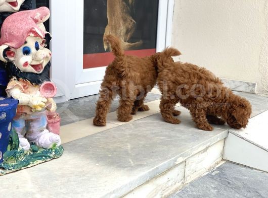 Wc Eğitimli Toy Poodle Yavrularımız görsel