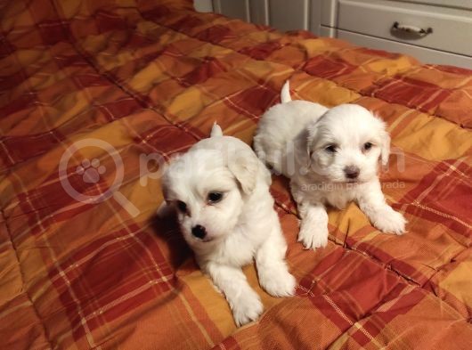 Minik Maltipoo Bebeğimiz görsel