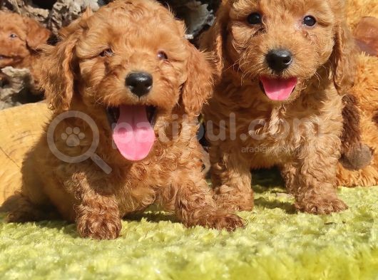 Orjinal Toy Poodle Yavrular görsel