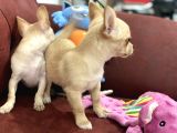 Show Kalite Dişi Tea Cup Chihuahua Yavrularımız