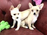 Show Kalite Dişi Tea Cup Chihuahua Yavrularımız