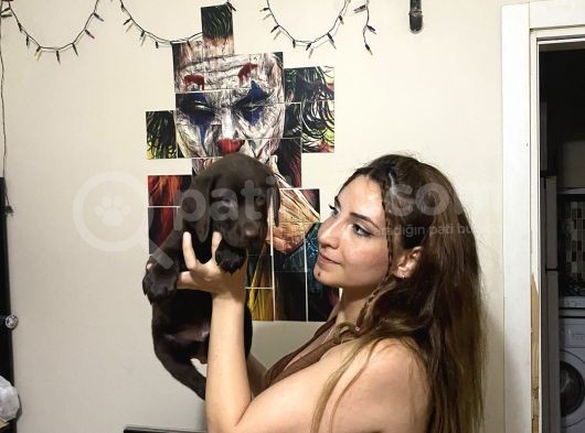 Irk Ve Sağlık Garantili Labrador Yavrularım görsel
