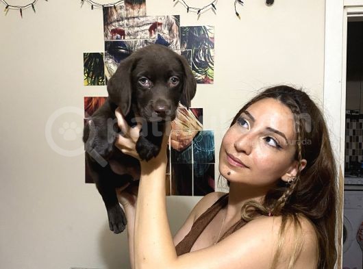 Irk Ve Sağlık Garantili Labrador Yavrularım görsel