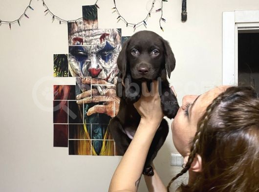 Irk Ve Sağlık Garantili Labrador Yavrularım
